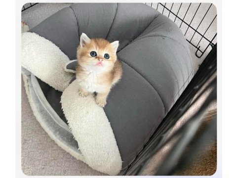 British Shorthair N11 12