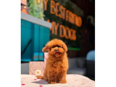 Irk Ve Sağlık Garantili Yavru Köpeklerimiz