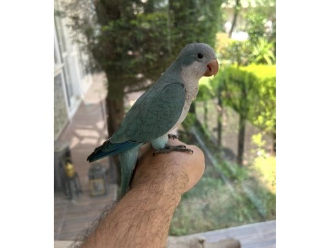 Yeme Düşmüş Mavi Mutasyon Full Evcil Monk Papağanımız