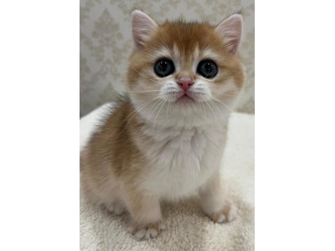 Ny12 Soylu Golden British Yavrular - Muhteşem Tip Ve Karakterli