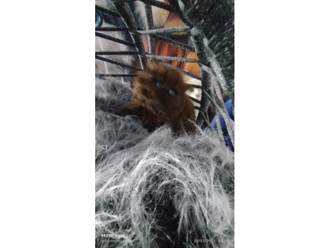 Chocolatte British Longhair Güzellik