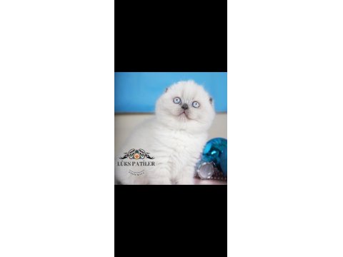 Güzel Gözlüm Blue Point Scottish Fold