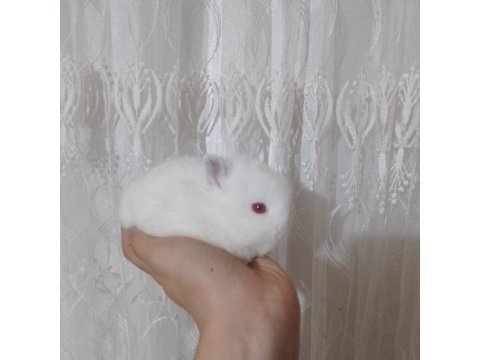 Orjinal Cüce Tavşanlar