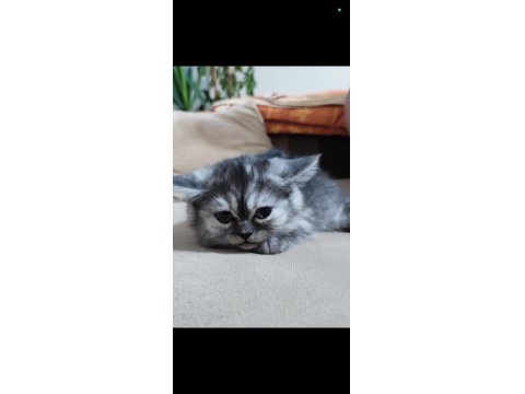 Dişi, Silver Ayı Surat Safkan Yavru Kedimiz