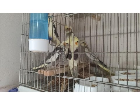 Yeme Düşmüş Yavru Sultan Papağanları