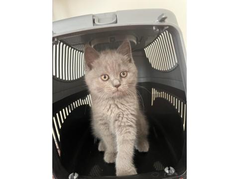 British Shorthair Dumana Yuva