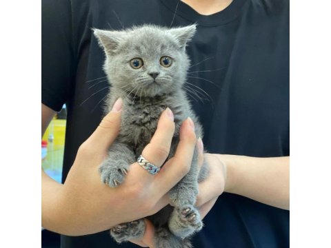 British Shorthair Kedisi Yavruları