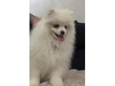 Pomeranian Yavru Ukrayna Girişli