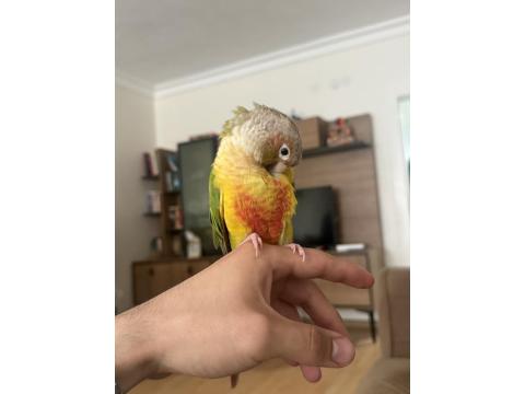 Evcil Konuşkan Konur Papağanı