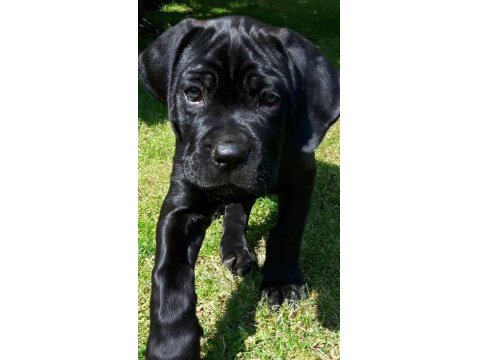 Sağlık Ve Irk Garantili Cane Corso