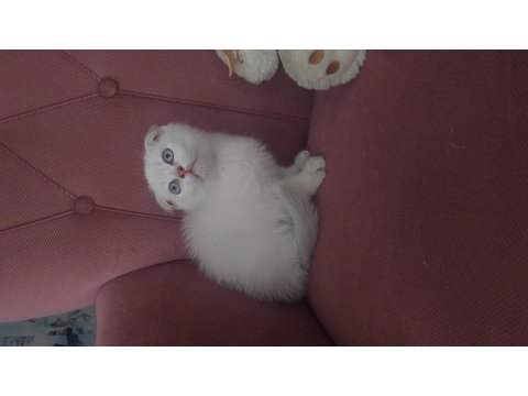 Mükemmel Erkek Scottish Fold Bebeğim