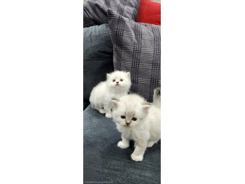 Scottish Straight Ve Fold Yavrular