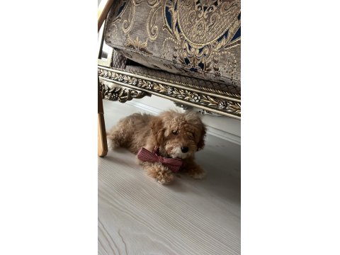 A Kalite Maltipoo Yavrularımız Sizler İle