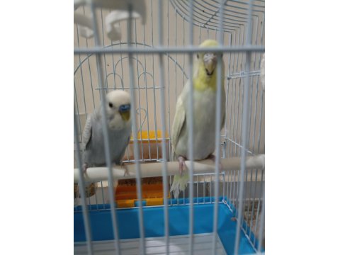 Bir Çift Muhabbet Kuşu İle Bir Çift Kanarya