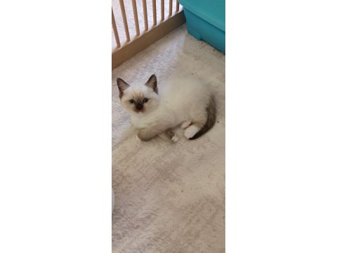 Minik Ragdoll Patilerimiz Sevgi Dolu Ailelerini Bekliyor