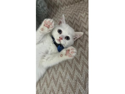Sağlıklı British Shorthair Yavru Kedimiz