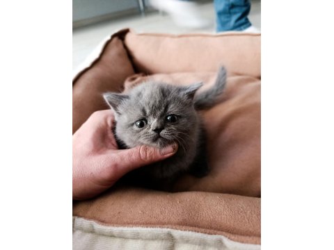 Munchkin Cüce Kedi