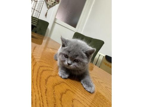 2 Aylık British Shorthair Yavrular