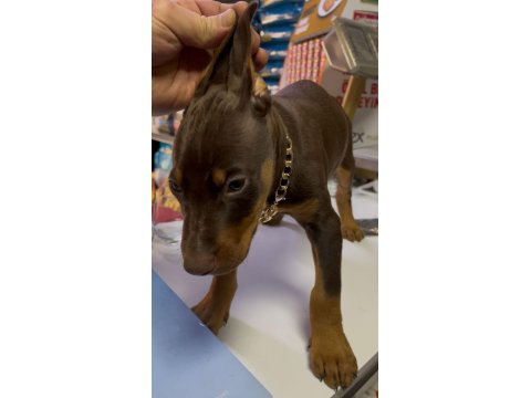 Doberman Kızıl Köpeğim