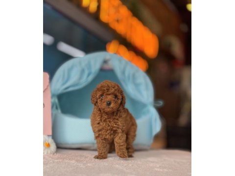 Toy Poodle Irk Ve Sağlık Garantili