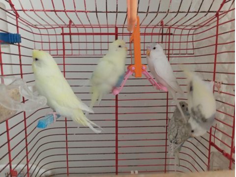 Ele Alışık Genç Muhabbet Kuşları