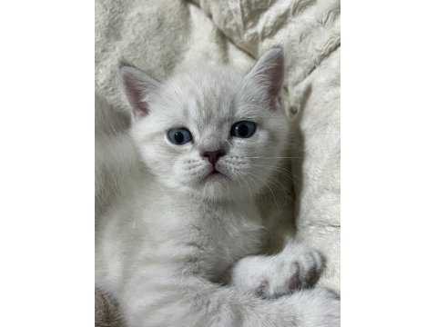2 Aylık British Shorthair Bebekler