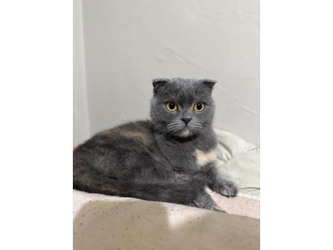Scottish Fold Kedimiz Ücretsiz