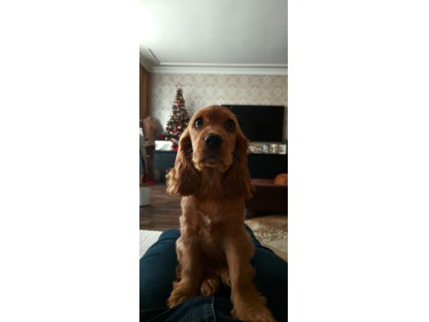 Safkan İngiliz Cocker Spaniel