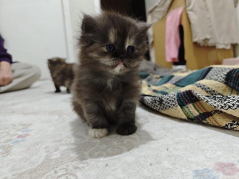 British Shorthair Blue Kedimiz