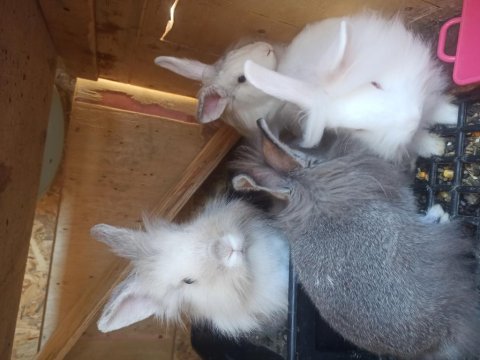 Ücretsiz Sahiplendirilecek Tavşanlar