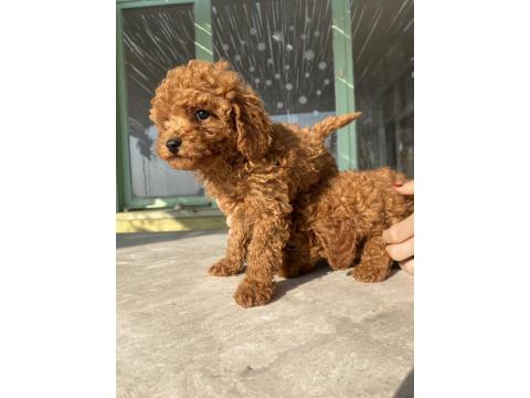 Red Brown Toy Poodle Bebeklerim