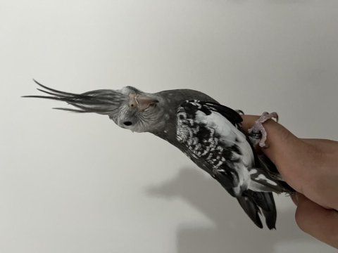 Takasa Açık Elde Kola Duran Sultan Papağanı