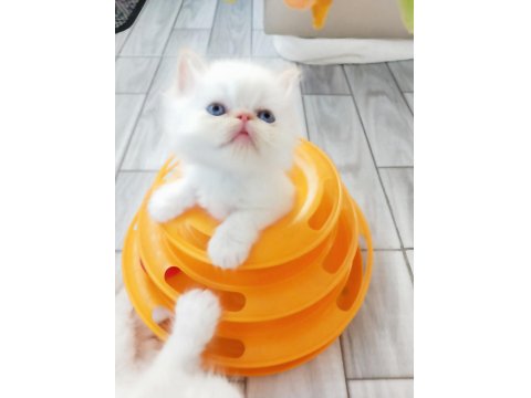 Safkan Şecereli İran Kedisi Bebekler