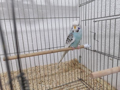 Yerli Muhabbet Kuşlarım