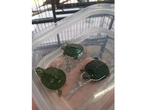 İthal Kırmızı Yanaklı Su Kaplumbağası