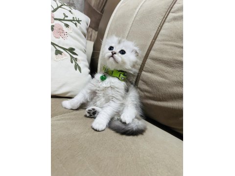 British Kedimize Yuva Arıyoruz