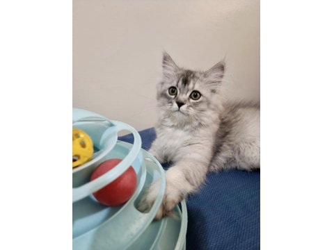 Safkan Chinchilla Yakışıklı Oğluşum