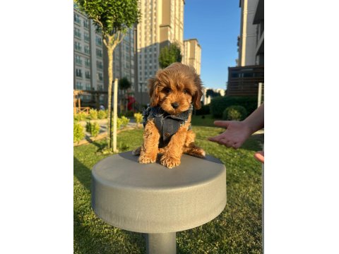 Toy Poodle 65 Günlük