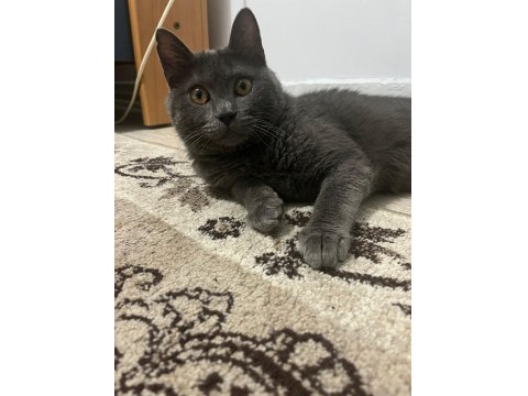 Pati Severlere Kedimiz