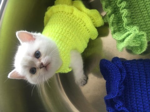 Yüksek Düzey Genlere Sahip Pofuduk Bebek Kediler