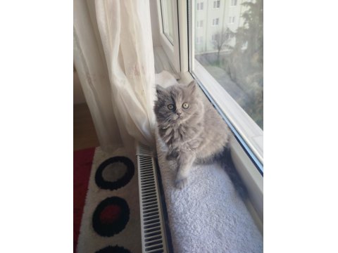 British Longhair Safkan Dişi Yavru
