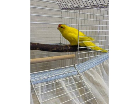 Sağlıklı Yavru Kakariki Papağanı