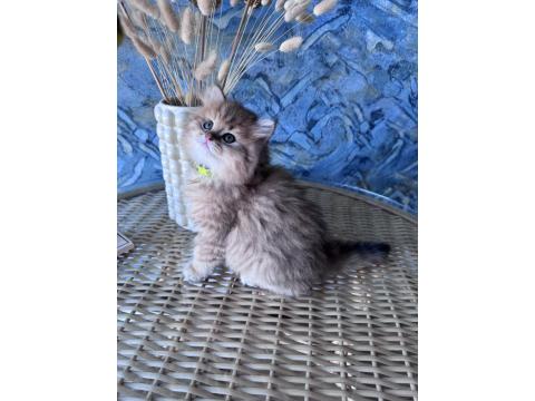 A Kalite British Longhair Golden Black Dişi Yavru