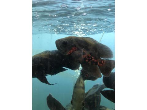 Sağlıklı Damızlık Boy Astronot