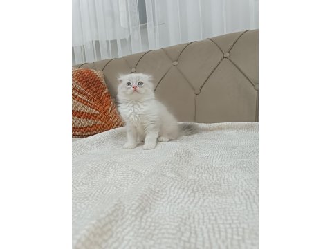 Scottish Fold Bicolor Longhair
