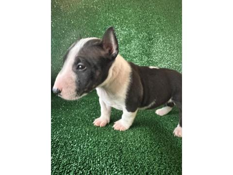 A Şecereli Minyatür Bull Terrier