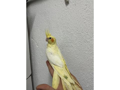 Yeni Yeme Düşmüş 40 Günlük Sultan Papağanlar Vardır