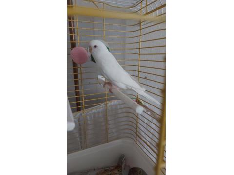 Beyaz Dişi Muhabbet Kuşu