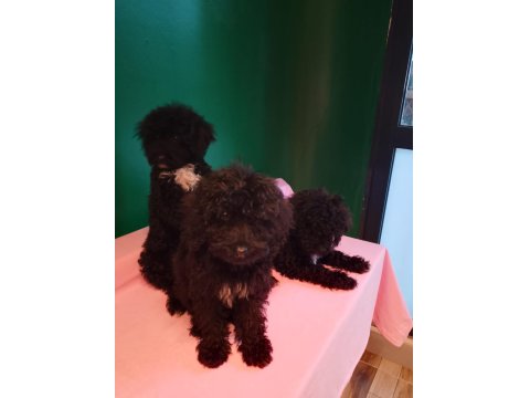 Siyah Toy Poodle Yavrularımız