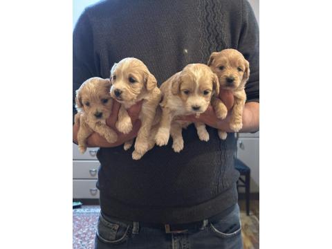 A Kalite Sağlıklı Orjinal Maltipoo